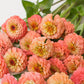 Oklahoma Salmon Zinnia Seeds – 100+ Heirloom Flower Seeds, USA Grown, , Pollinator-Friendly, Cut Flowers