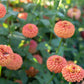 Oklahoma Salmon Zinnia Seeds – 100+ Heirloom Flower Seeds, USA Grown, , Pollinator-Friendly, Cut Flowers