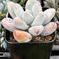 Pachyphytum Blue Haze