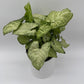 Syngonium White Butterfly