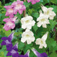 1000+ Climbing Mix Snapdragon Seeds – Vibrant Flower Garden, USA Grown, Colorful Dragon Blooms –