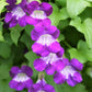 1000+ Climbing Mix Snapdragon Seeds – Vibrant Flower Garden, USA Grown, Colorful Dragon Blooms –