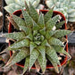 Lance Aloe