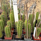#EC225 Variety of Trichocereus Hybrid Cactus Bargain Potted Seedlings For Sale