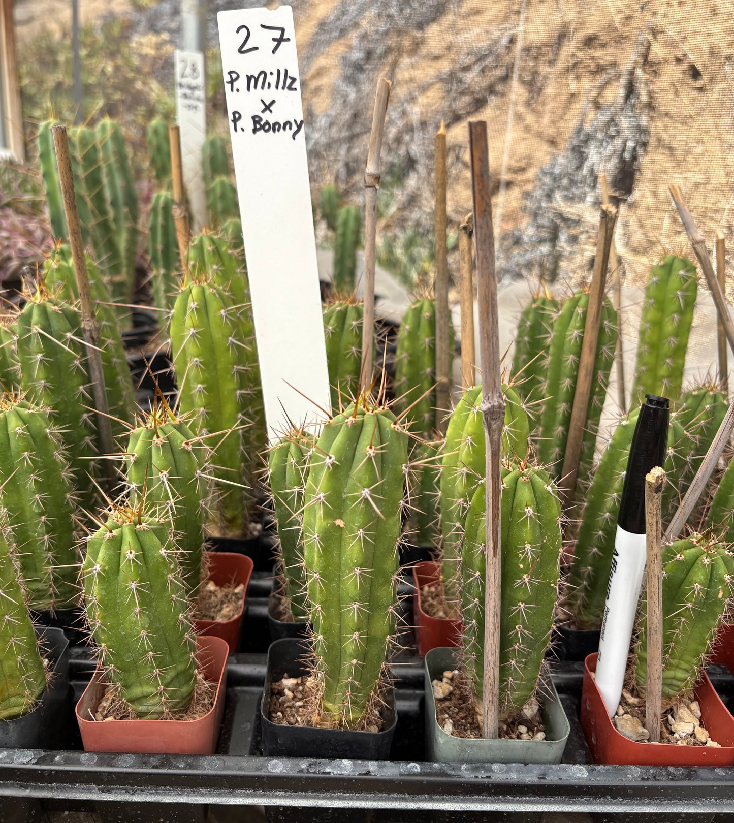 #EC225 Variety of Trichocereus Hybrid Cactus Bargain Potted Seedlings For Sale