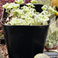Sedum Little Missy