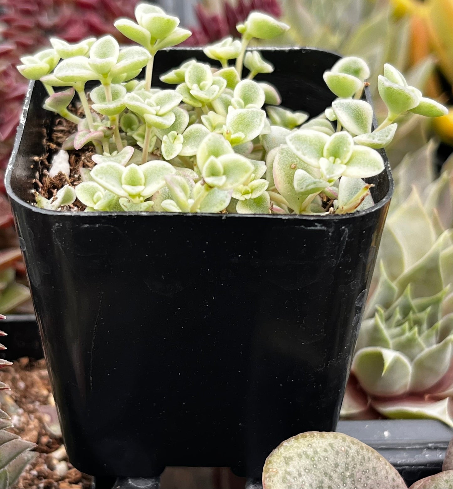 Sedum Little Missy