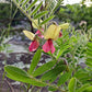 30 GOAT'S RUE Tephrosia Virginiana Cracca Flower Grass Legume Ground Cover Seeds