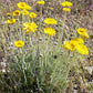 500 Yellow DESERT MARIGOLD Baileya Multiradiata Showy Drought Paper Daisy Flower Herb Seeds