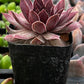 Sempervivum Red Lion