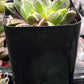 Faumatium Hybrid