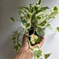 Pothos N'Joy