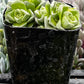 Crassula Dorothy