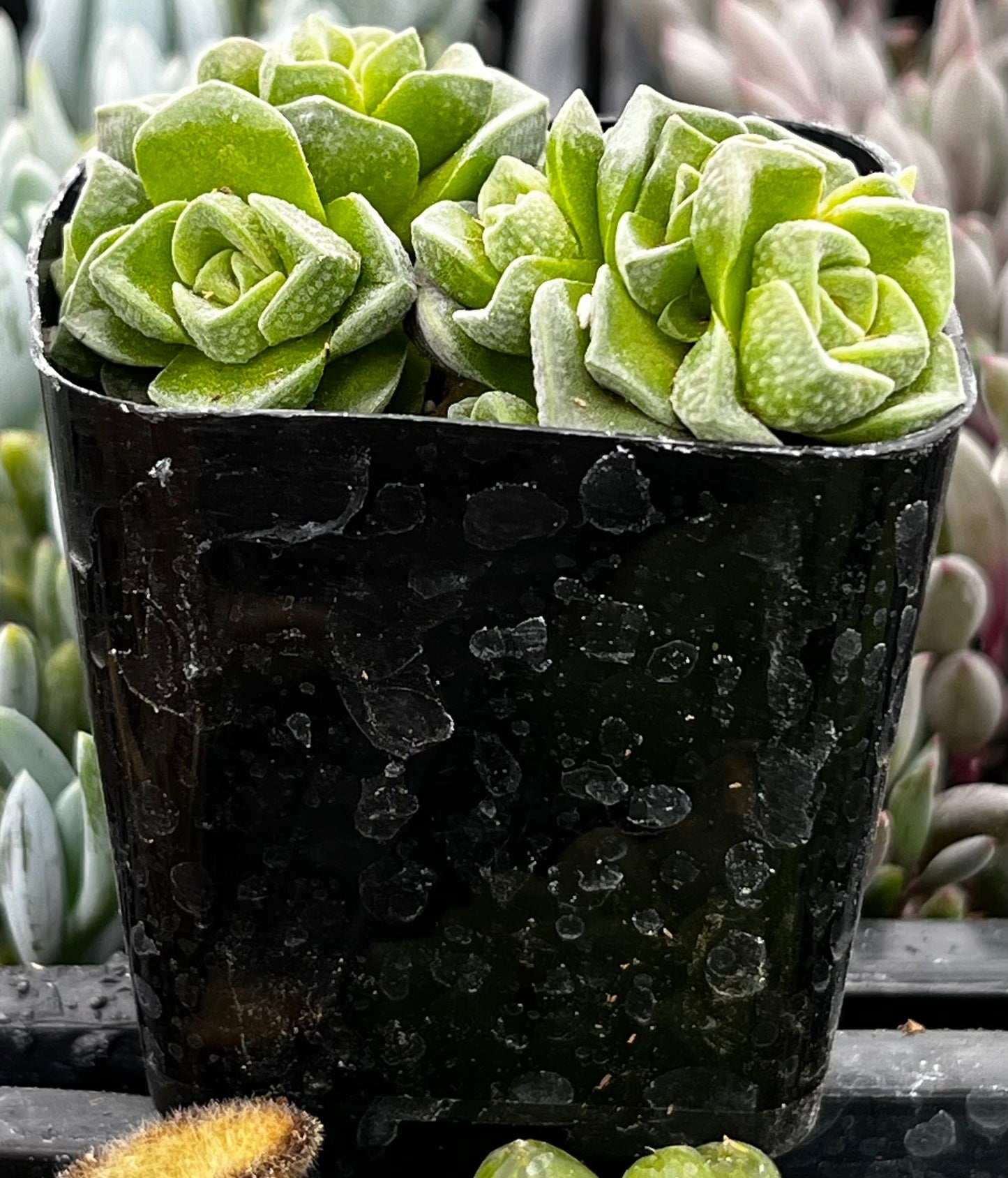 Crassula Dorothy