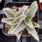 Kitten Ears Cyanotis Somaliensis