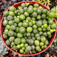 String of Pearls