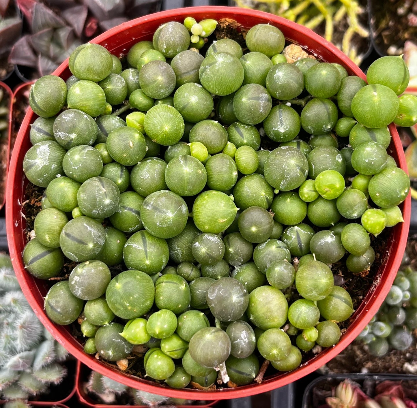 String of Pearls