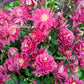 50 Clementine RED DOUBLE COLUMBINE Aquilegia Vulgaris Flower Seeds