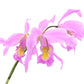 Laeliocattleya Denisii