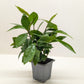 Ardisia Red (Coral Berry) | Holiday Plant with Red Berries | House Plant Shop