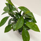 Ardisia Red (Coral Berry) | Holiday Plant with Red Berries | House Plant Shop