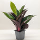 Croton Iceton | Colorful Yellow to Red Tropical Plant | House Plant Shop