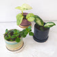 Cosmos Blue 3" Ceramic Plant Pot and Saucer