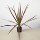 Dracaena 'Colorama'