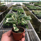 Ficus 'Triangularis Variegated'