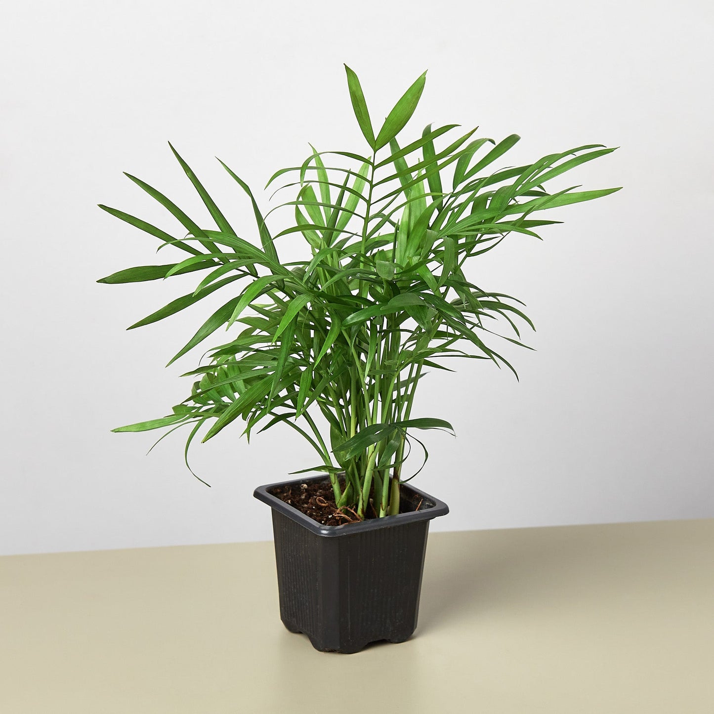 Parlor Palm I Thrives in low light conditions and is also an excellent air purifier.