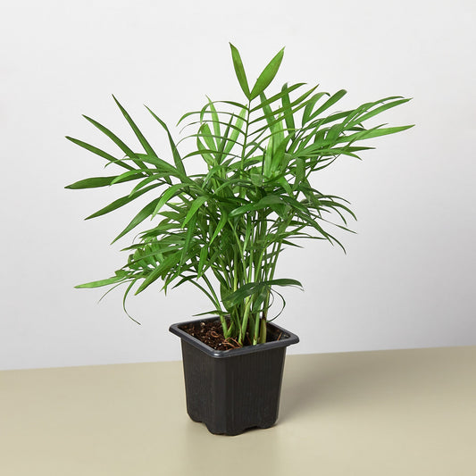 Parlor Palm I Thrives in low light conditions and is also an excellent air purifier.