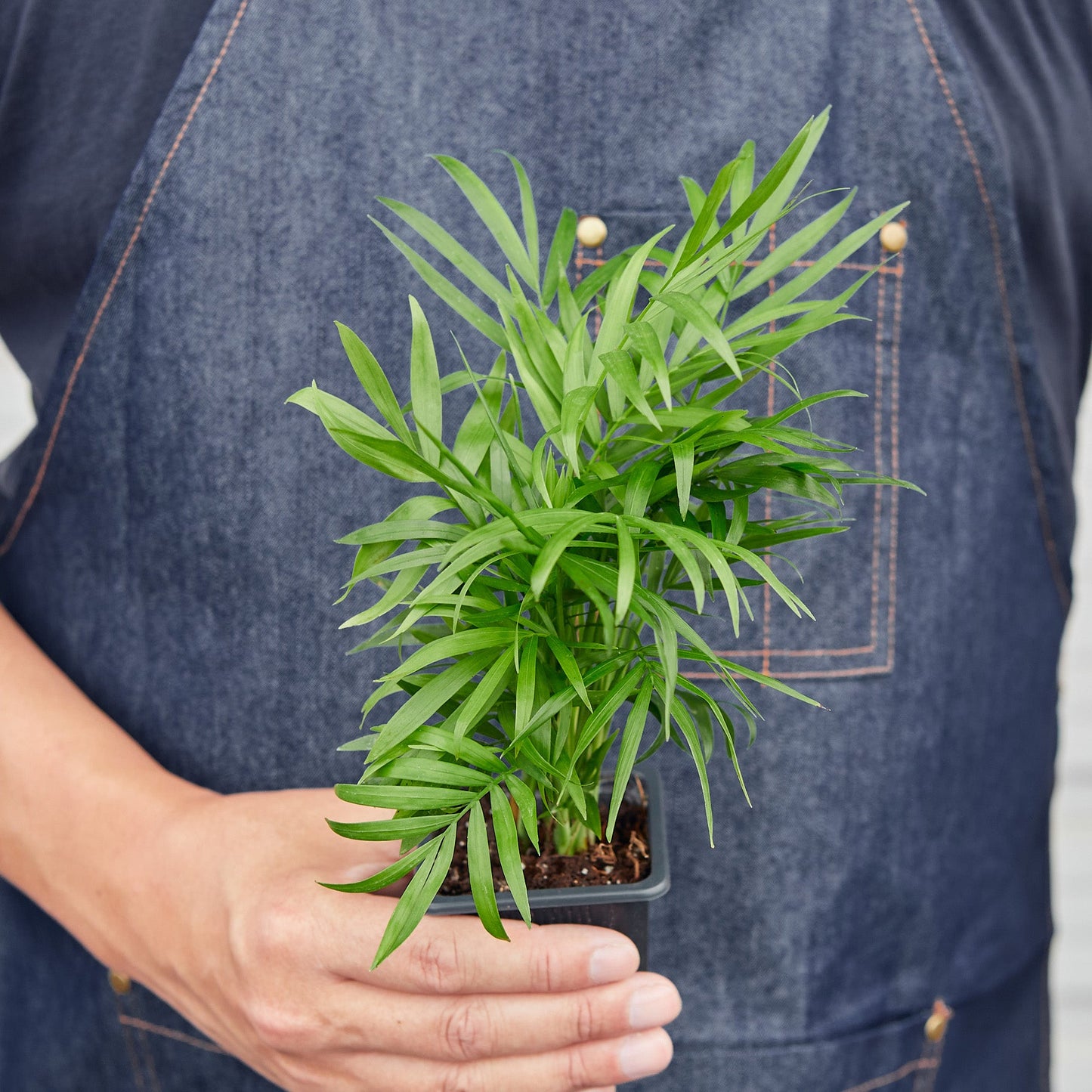 Parlor Palm I Thrives in low light conditions and is also an excellent air purifier.