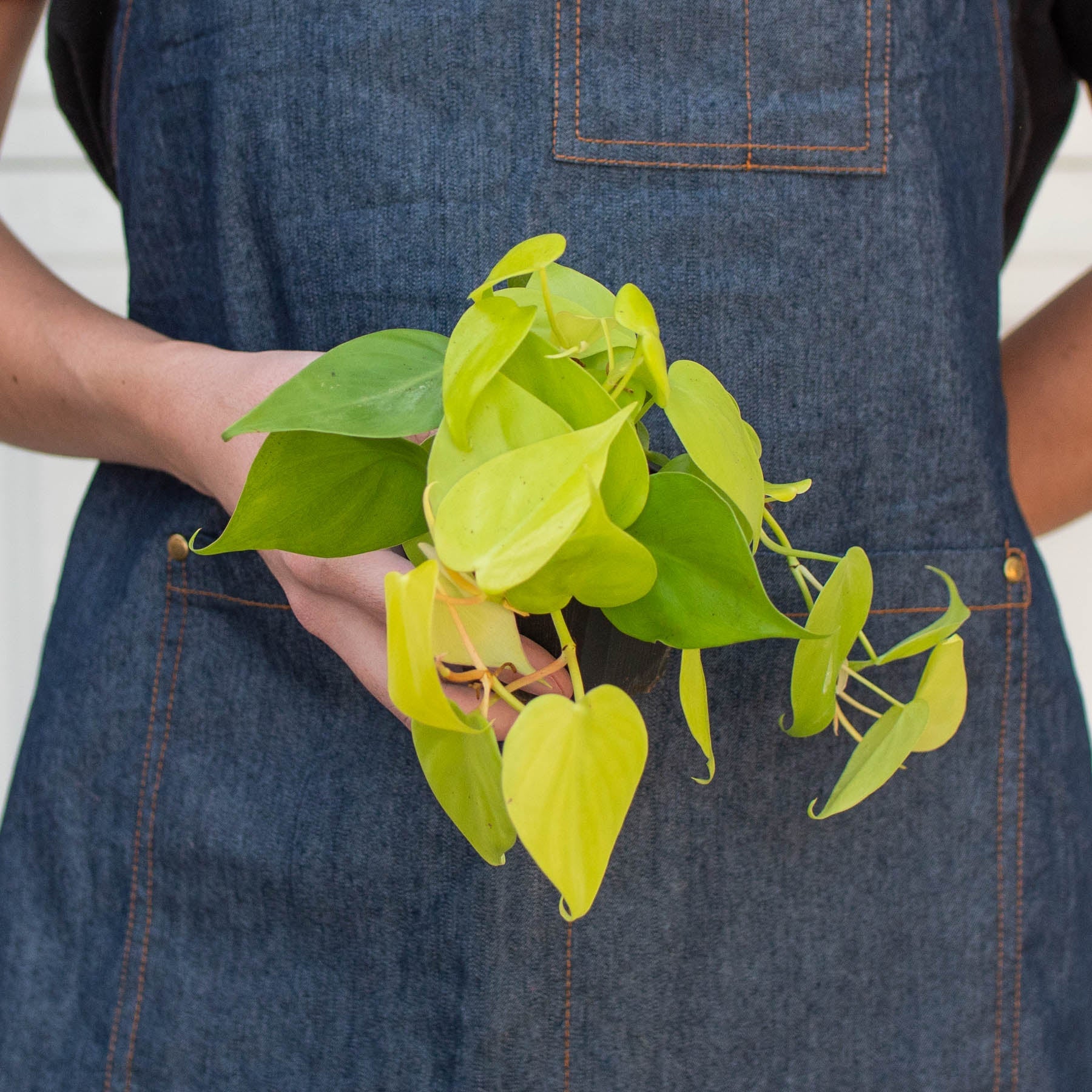 philodendron cordatum neon Philodendron Cordatum 'Neon' 4" Pot
