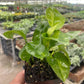 Pothos Global Green