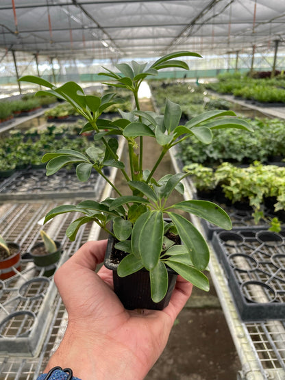 Schefflera Arboricola - This evergreen wields very slender stalks with oblong leaves