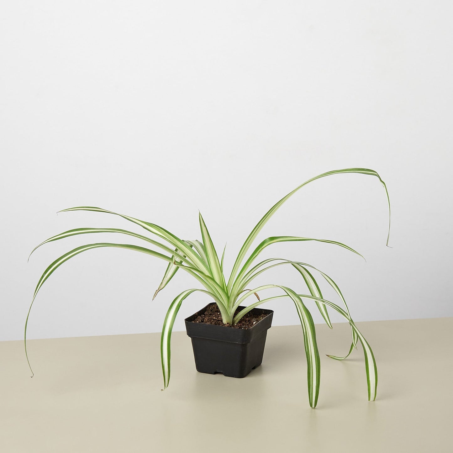 reverse spider plant vs spider plant The Snobby Leaf | Spider Plant Reverse - 4 inch Pot
