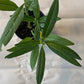 Milkweed Starter Plant in a 4 inch pot from our Butterfly Garden! The bees love them too! It's a perennial and will come back each year!