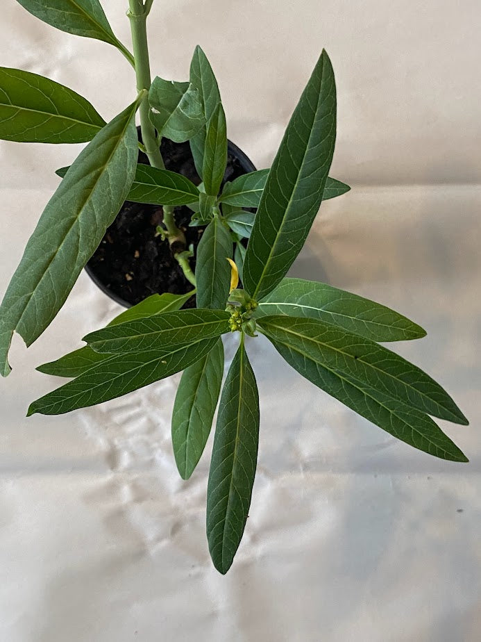 Milkweed Starter Plant in a 4 inch pot from our Butterfly Garden! The bees love them too! It's a perennial and will come back each year!