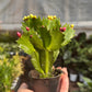 Zygocactus 'Christmas Cactus'