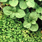 20 CORSICAN MINT Mentha Requienii Herb Fragrant Ground Cover Flower Seeds