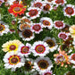 Baby's Breath, Sunflower, Cosmos, Daisy Four-season Seeds