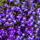 200 Lavender & White MRS CLIBRAN LOBELIA Erinus Flower Seeds