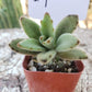 #4 Kalanchoe Chocolate Soldier mainly brown color