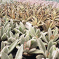 #4 Kalanchoe Chocolate Soldier mainly brown color