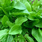 400+ Heirloom French Sorrel Seeds - Ancient Leafy-Herb, Vitamin-Rich