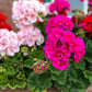 Maverick Mix Geranium Seeds, 25+ Flower Seeds, Colorful Blooms, Container & Garden Planting, Full Sun, Easy to Grow