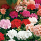 Maverick Mix Geranium Seeds, 25+ Flower Seeds, Colorful Blooms, Container & Garden Planting, Full Sun, Easy to Grow