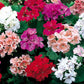 Maverick Mix Geranium Seeds, 25+ Flower Seeds, Colorful Blooms, Container & Garden Planting, Full Sun, Easy to Grow