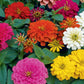 Magellan Mix Zinnia Seeds, 100+ Dwarf Flower Seeds, Colorful Blooms, Compact Plants, Full Sun, Container & Border Gardening