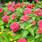 Magellan Mix Zinnia Seeds, 100+ Dwarf Flower Seeds, Colorful Blooms, Compact Plants, Full Sun, Container & Border Gardening